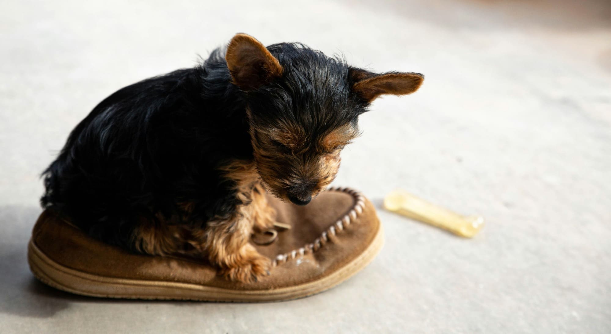 Accessoire pour petit chien : offrez à votre chien le style et le confort du Made in France