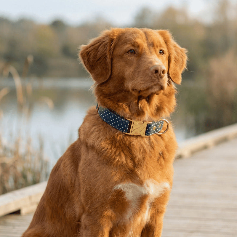 Quelle taille de collier choisir pour son chien ? Le guide complet !