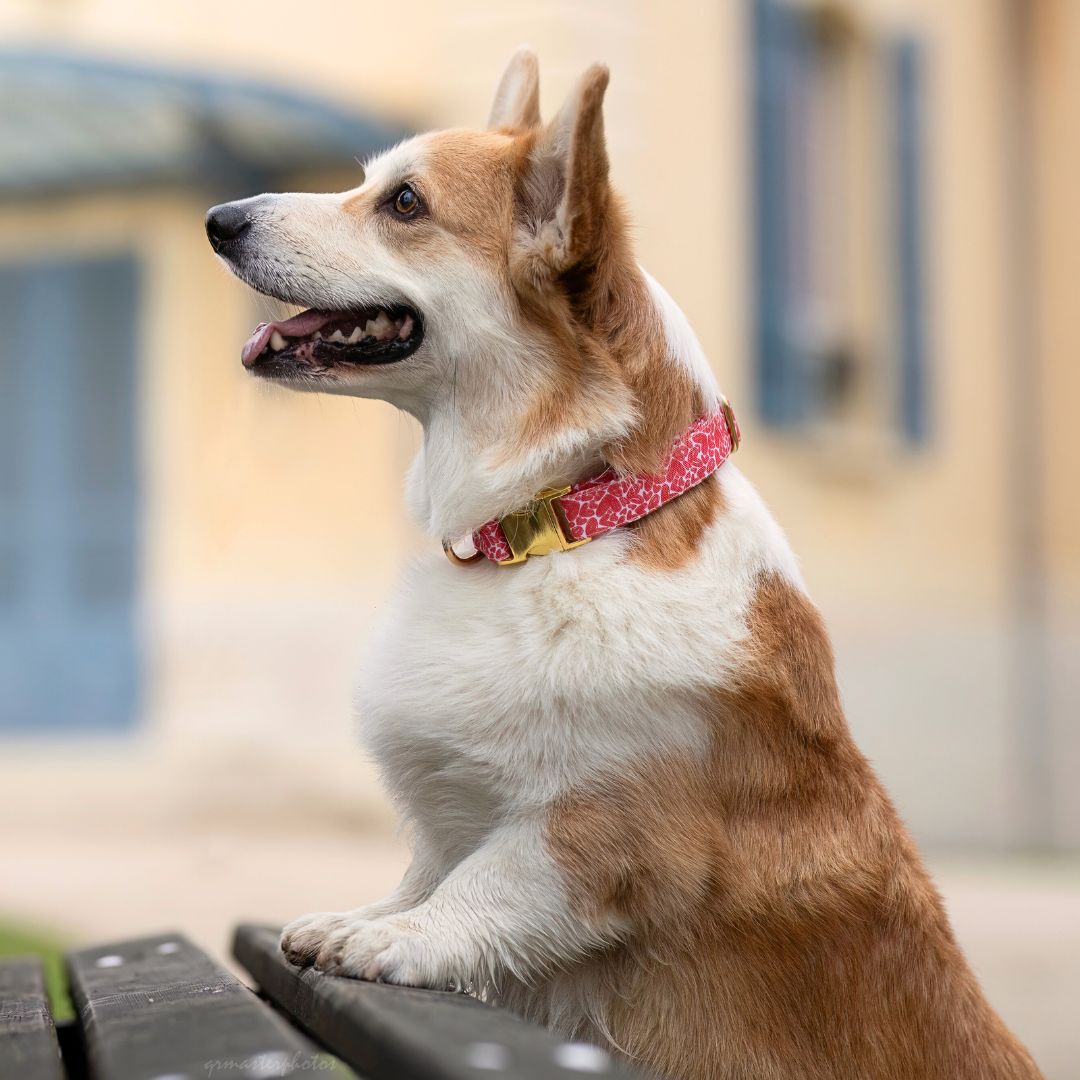 Collier pour petit chien : comment choisir un modèle confortable, résistant et élégant ?