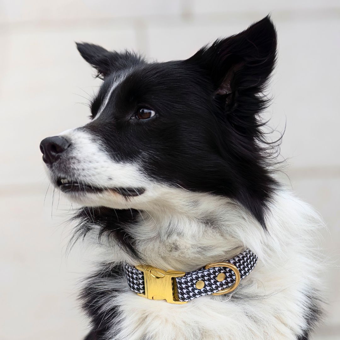 Collier tissu chien : comment choisir un modèle confortable, résistant et stylé ?