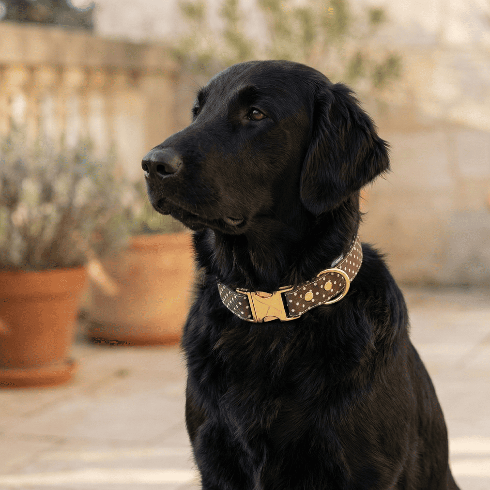 Collier chien élégant : comment choisir un modèle stylé, confortable et adapté au quotidien ?