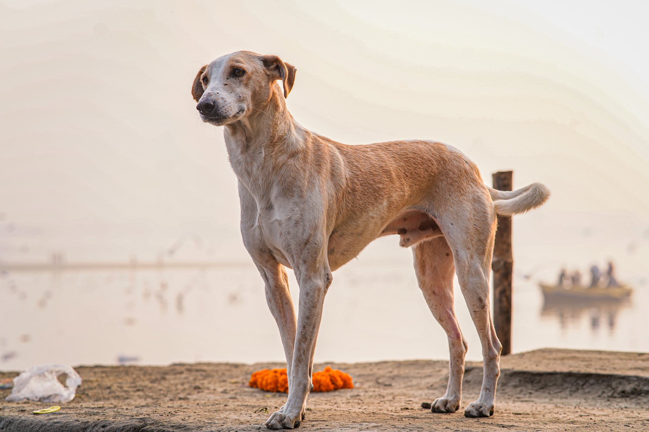 Comment mesurer son chien : Conseils & Astuces simples
