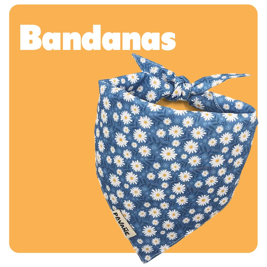 Bandanas chien : du style à chaque balade