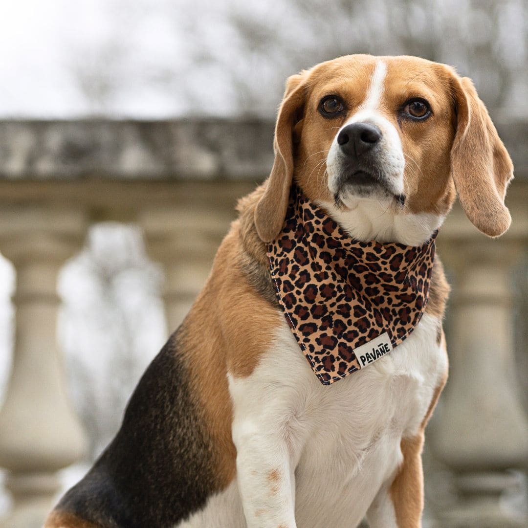 Bandana Pour Petit Chien Jungle Chic - Attache Laisse Intégrée, Tour De Cou 24-28 Cm