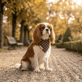 Bandana pour chien Le Pois chocolat