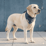 Bandana pour chien Le Pois pétrole