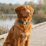 Collier pour chien Le Pois pétrole