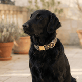 Collier pour chien Le Pois chocolat