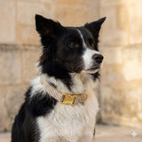 Collier pour chien Le Rayé kaki