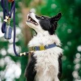 Kit Le Pois pétrole - Laisse bleu foncé