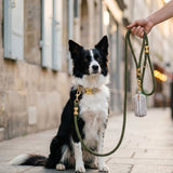 Kit Le Rayé kaki - Laisse kaki